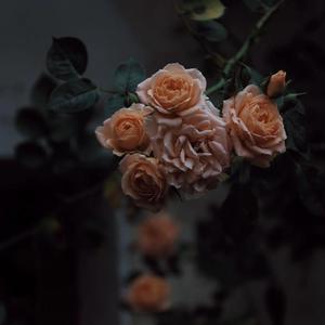 俄罗斯熟妇性猛交
